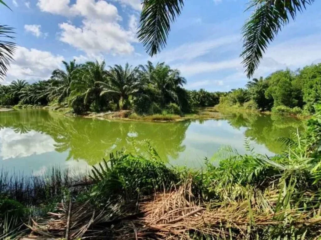 ขายที่ดินสวนปาล์ม ติดถนนใหญ่ ทำเลดี ผลผลิตดีมาก ตำบลละงู อำเภอละงู สตูล