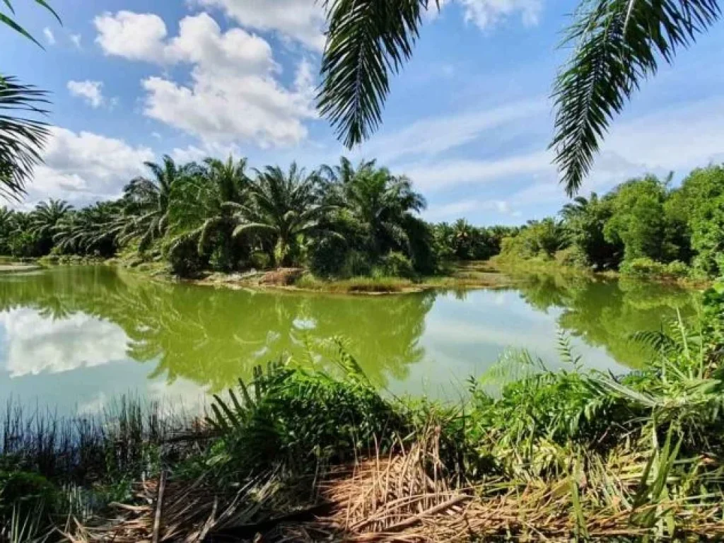 ขายที่ดินสวนปาล์ม ติดถนนใหญ่ ทำเลดี ผลผลิตดีมาก ตำบลละงู อำเภอละงู สตูล