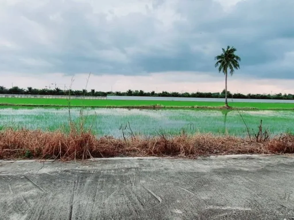 ขายที่ดิน 1ไร่ ไทรใหญ่ บางบัวทอง นนทบุรี จากถนนใหญ่เส้น 340 เเค่ 150 เมตร ถนนบางบัวทอง-สุพรรณบุรี