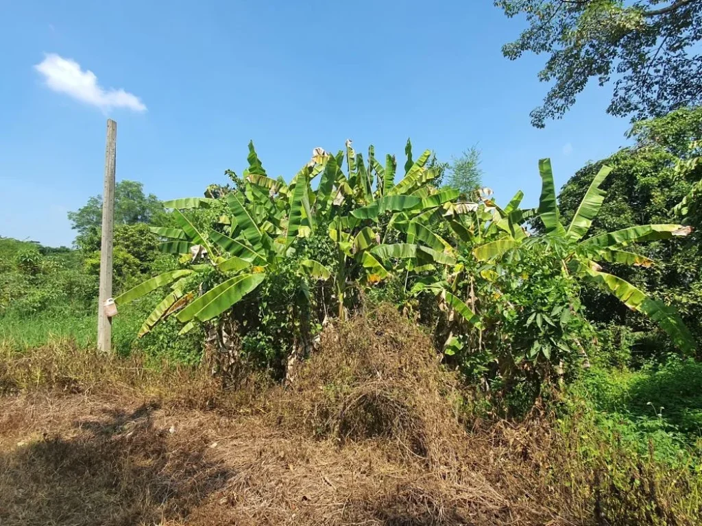 ที่ดินสวนลำใย ด้านข้างติดลำเหมืองสาธารณะ ที่ตั้ง ซอยเทศบาล ตสันทรายหลวง อ สันทราย จเชียงใหม่ เนื้อที่ 5-3-59 ไร่