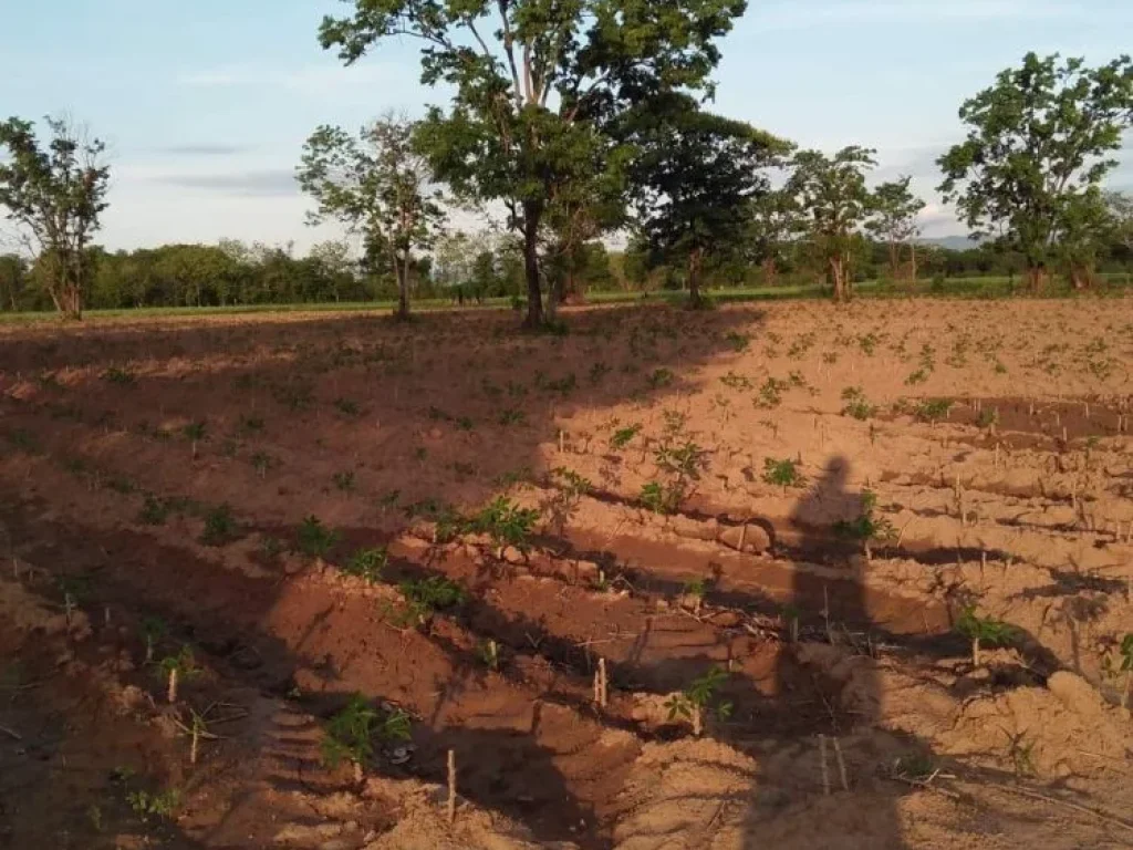 ขายที่ดินเพรชบูรณ์ อหนองไผ่ ตกองทูล ราคาไร่ล่100000