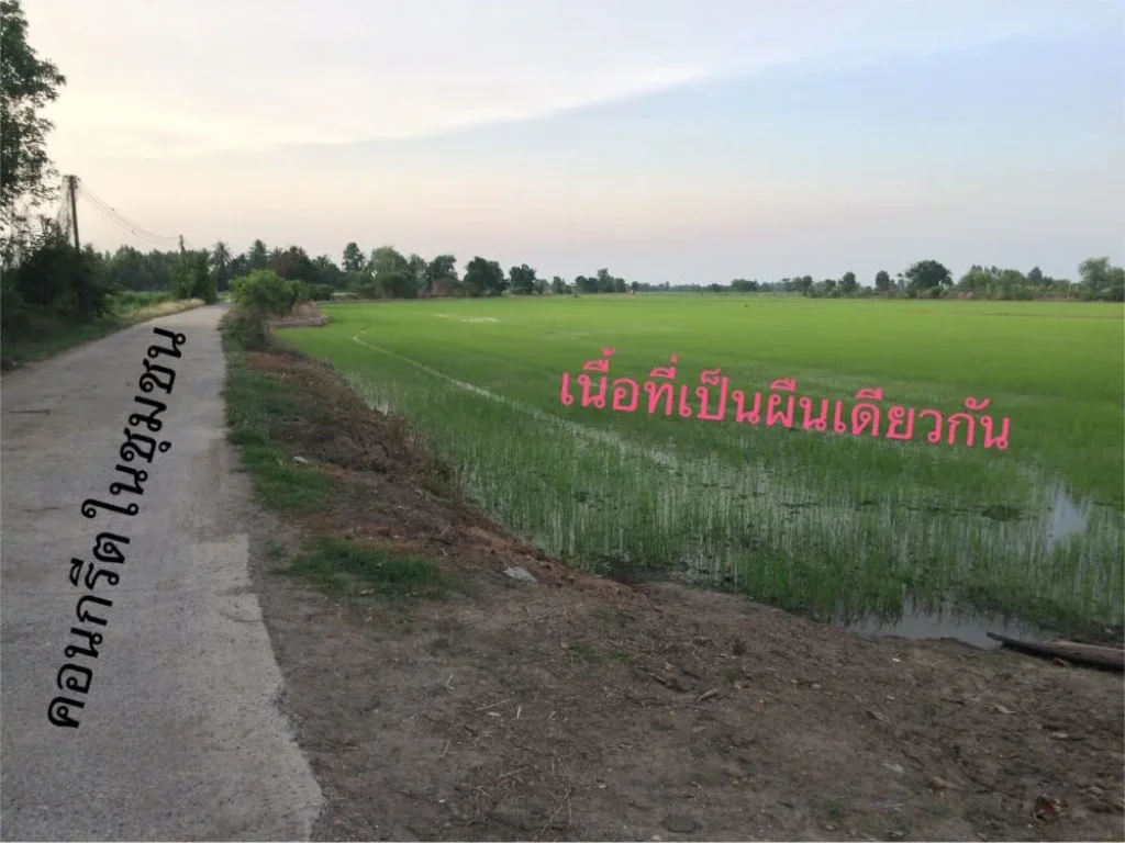 ขายที่ดิน ที่ติดถนน ติดกับ อบตสระแจง อบางระจัน จสิงห์บุรี