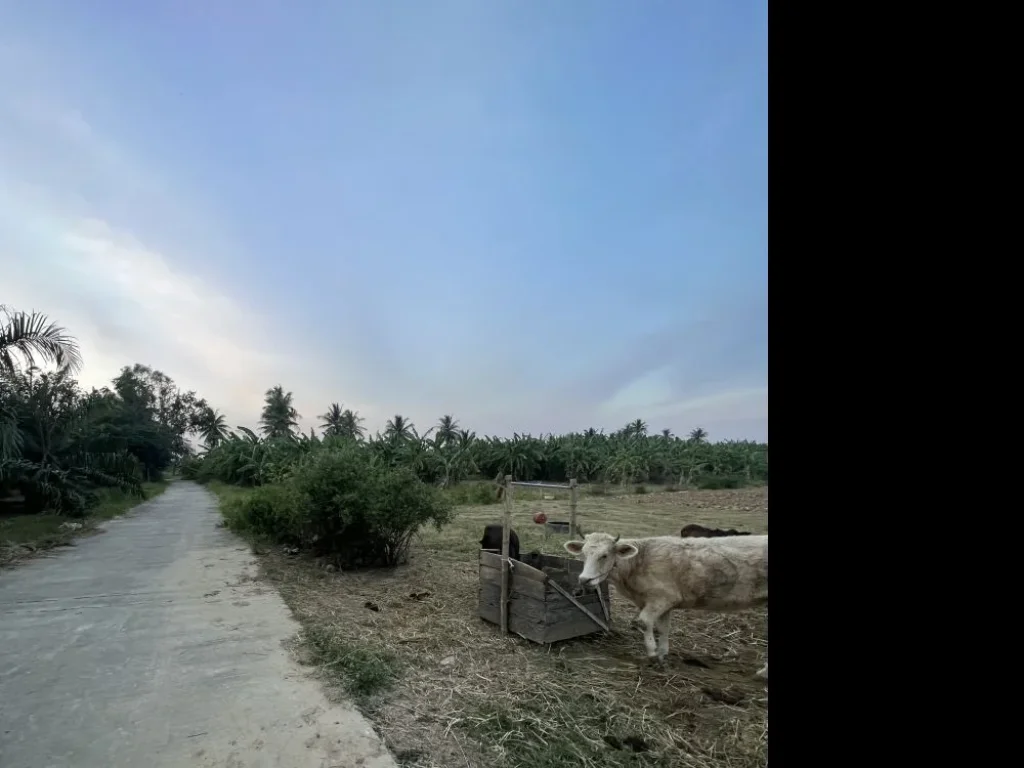 ขายที่ดินสวนด้านหน้าติดถนนคอนกรีตด้านข้างติดแม่น้ำกุยบุรี