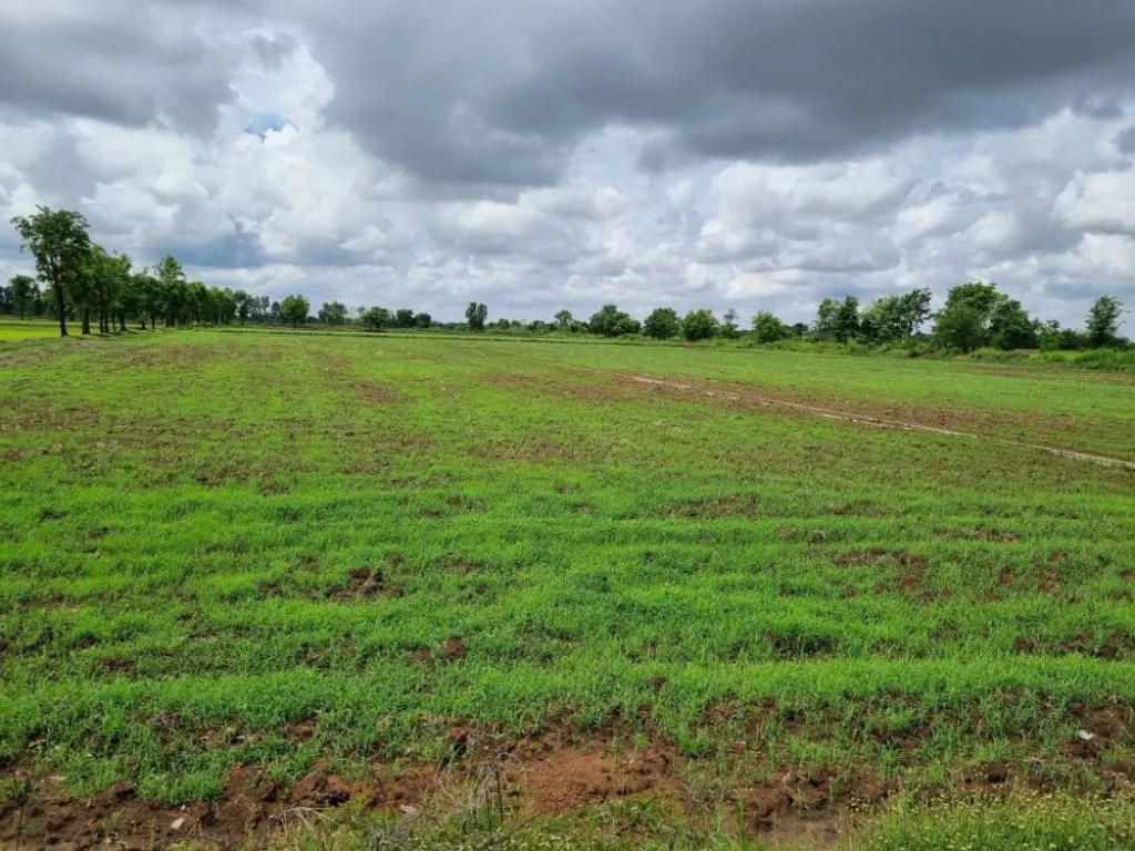 ขายที่ดิน ทำนา ทำการเกษตร ตวังกรด อบางมูลนาก จพิจิตร ติดถนน การเดินทางสะดวก