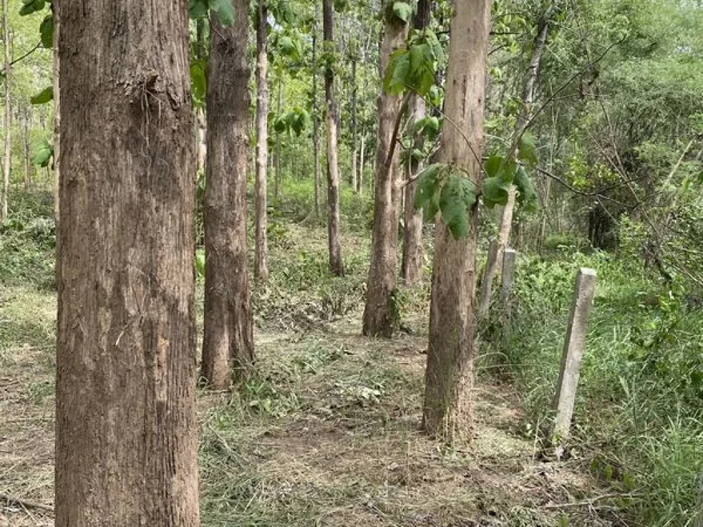 ขายที่ดินแปลงใหญ่มีโฉนดใน อเมืองลำปาง พร้อมต้นสัก ลงทะเบียนสวนป่าแล้ว