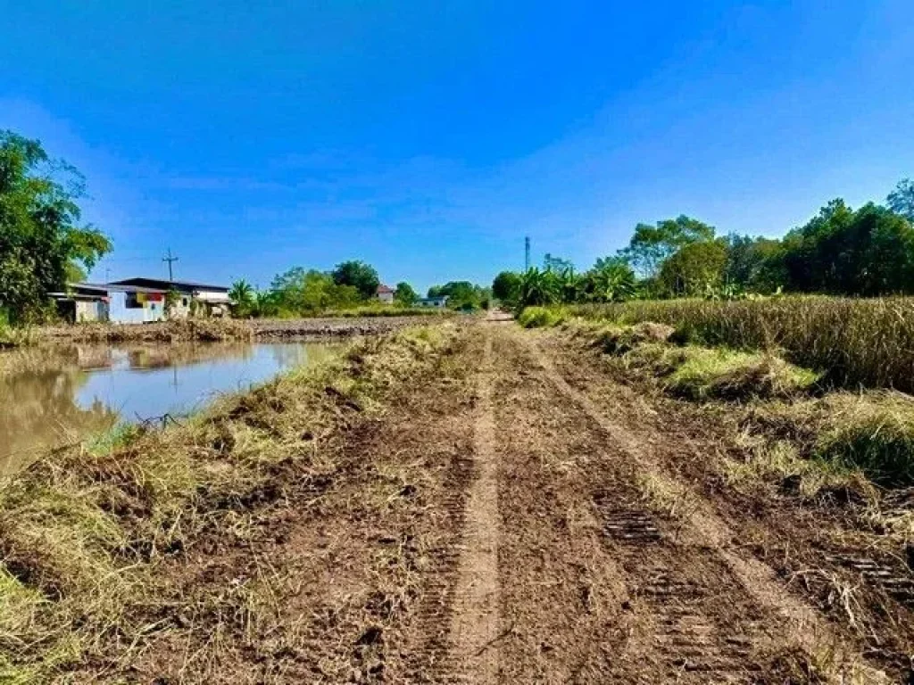 ที่ดิน คลอง8 หนองเสือ ปทุมธานี ทำเลดีขายยกแปลง 3 ไร่