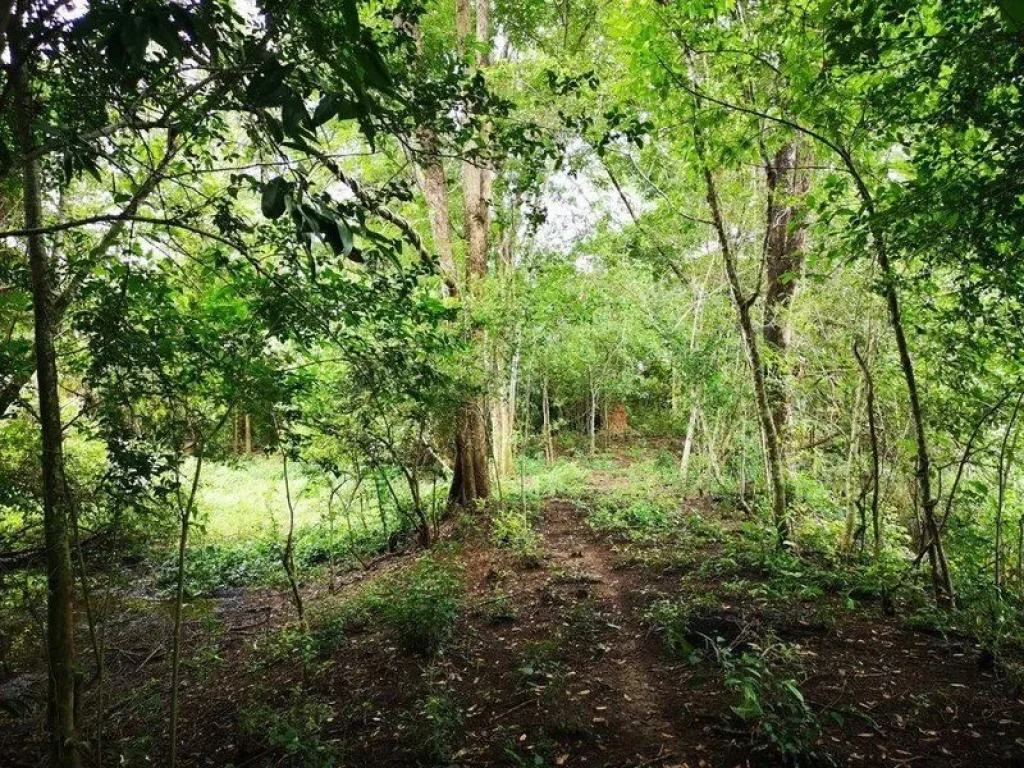 ขายที่ดินเปล่าปราจีนบุรี ติดแม่น้ำบางปะกง ใกล้ตัวเมืองปราจีน