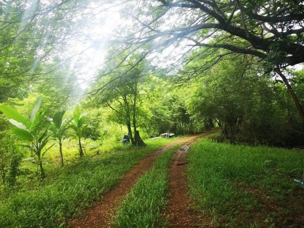 ขายที่ดินเปล่าปราจีนบุรี ติดแม่น้ำบางปะกง ใกล้ตัวเมืองปราจีน