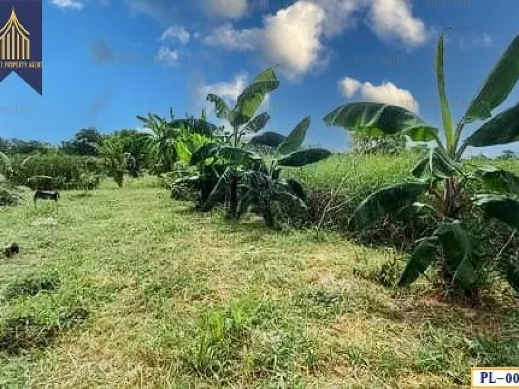 ที่ดิน สุวินทวงค์ 110 หนองจอก กระทุ่มราย กรุงเทพมหานคร