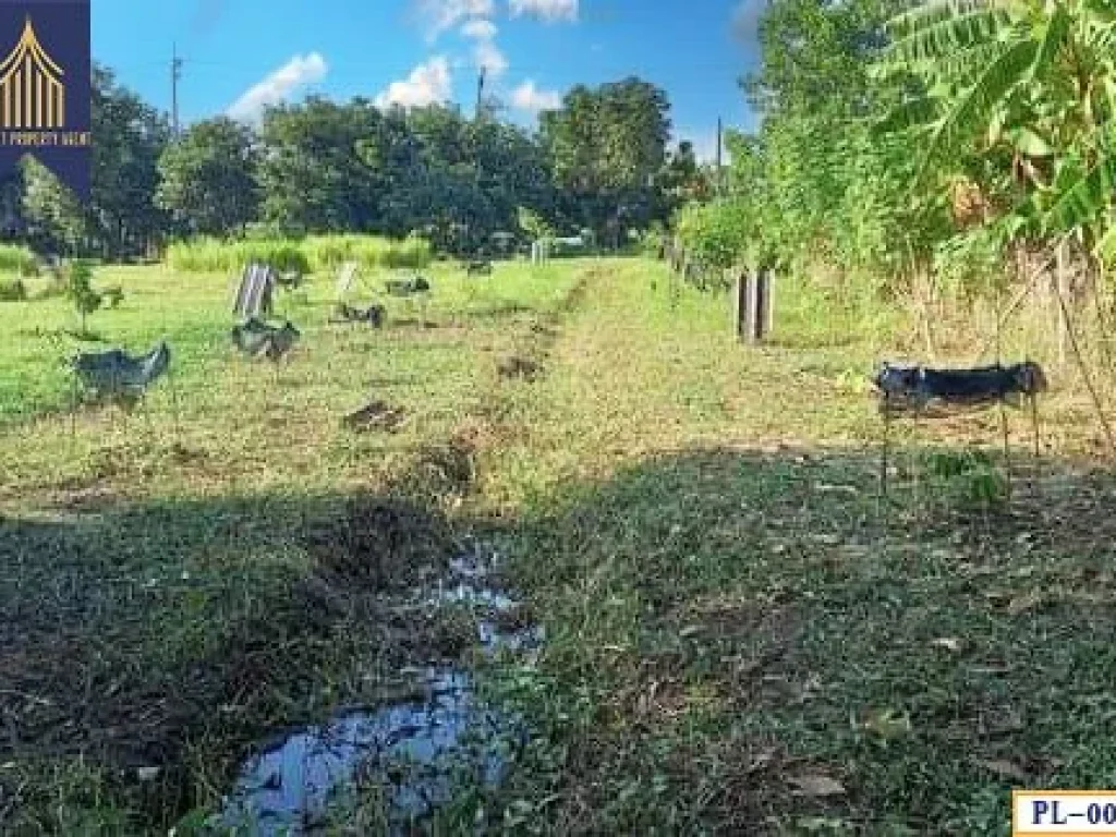 ที่ดิน สุวินทวงค์ 110 หนองจอก กระทุ่มราย กรุงเทพมหานคร