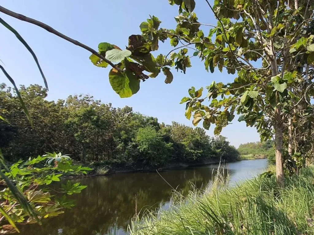 ขายด่วนที่ดินสระบุรี ตหนองบัว อบ้านหมอ ที่่ดินสวยไม่ไกลจากกรุงเทพ