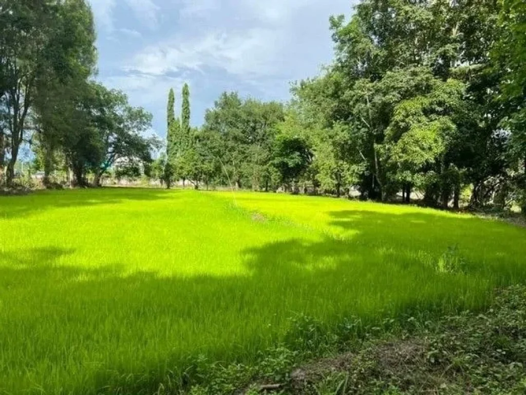 ขายที่ดินติดถนนหลักเชียงใหม่ถูกที่สุดพื้นที่สีเหลือง