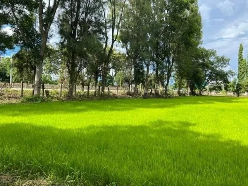 ขายที่ดินติดถนนหลักเชียงใหม่ถูกที่สุดพื้นที่สีเหลือง