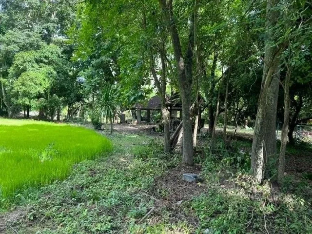 ขายที่ดินติดถนนหลักเชียงใหม่ถูกที่สุดพื้นที่สีเหลือง