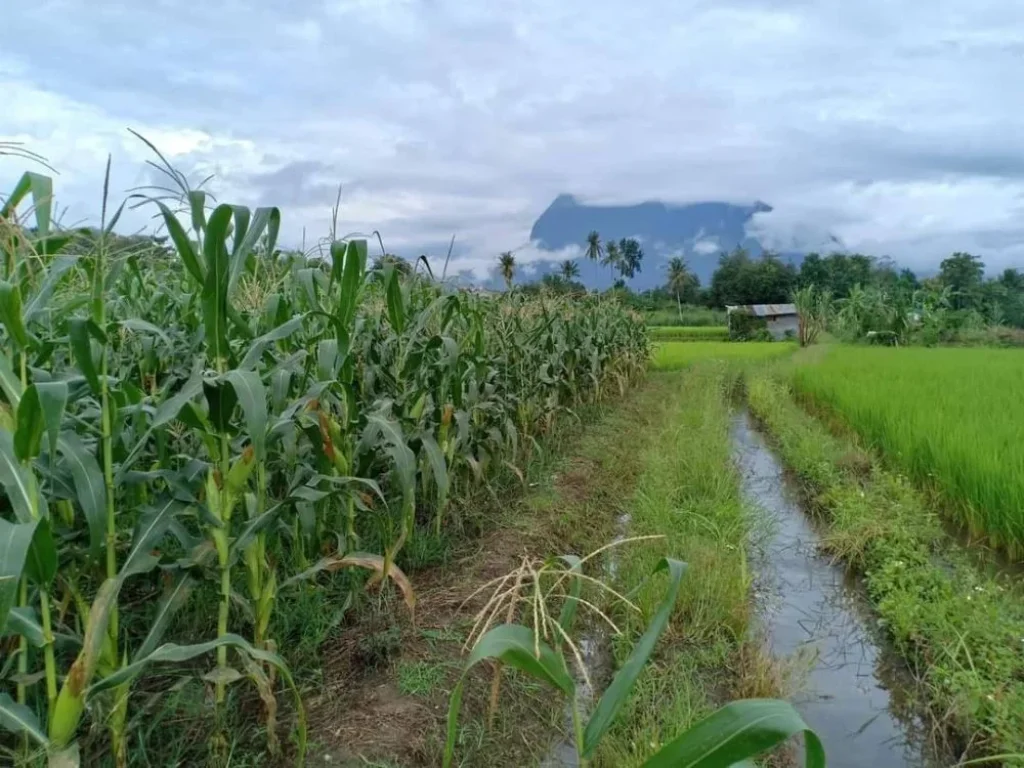 ขายสวนวิวดอยหลวงติดลำห้วยเชียงดาวโฉนดพร้อมโอนราคาถูก