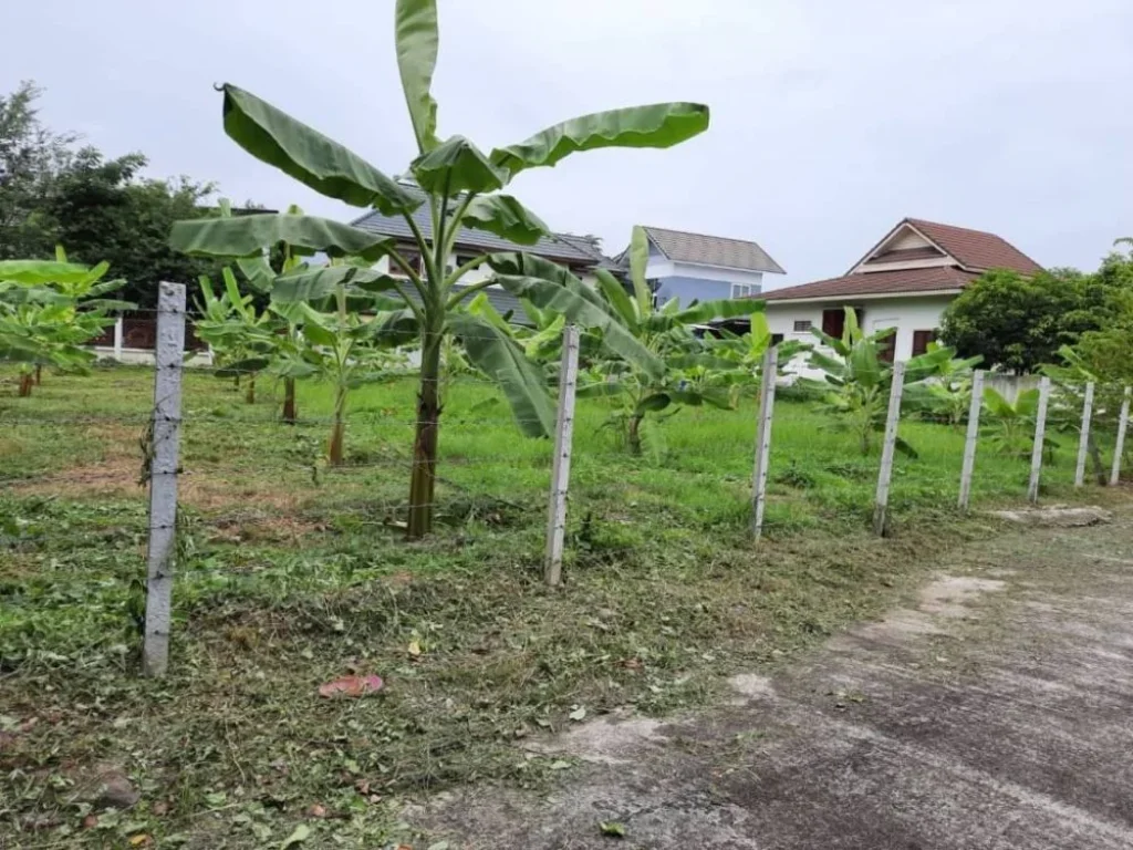 ขายที่ดินใกล้พืชสวนโลกหนองควายหางดงถนนคันคลองในโครงการราคาถูก