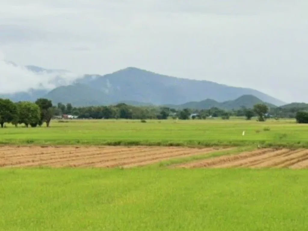 ที่นาแปลงสวย ดินดี น้ำดี มีวิวสวย ติดทางสาธารณะ เขตอำเภอเมืองอุตรดิตถ์ ราคาถูก