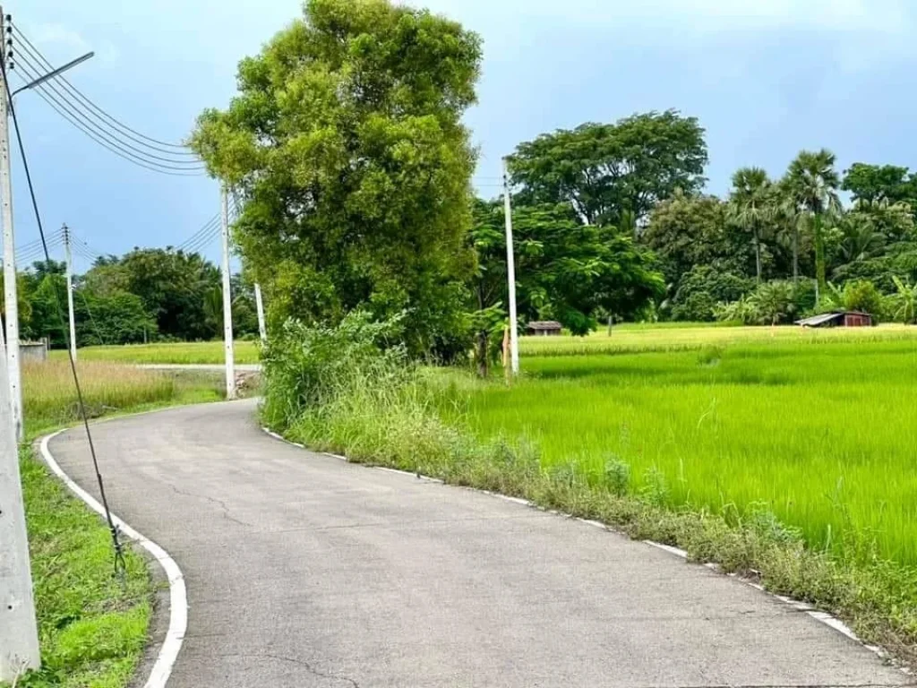 ขายที่ดินทำเลดี ย่านชุมชน ขนาด 1 ไร่ น้ำไฟฟ้า ถนนลาดยาง หน้าโครงการ ป่าซาง ลำพูน