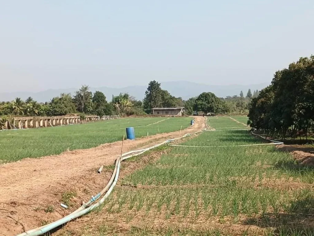 ขายที่ดินติดแม่น้ำปิงบ้านแปะจอมทองโฉนดครุตแดงพร้อมโอน