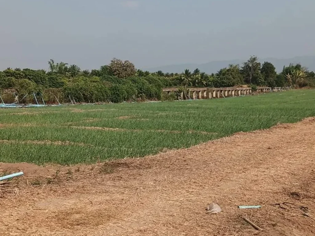 ขายที่ดินติดแม่น้ำปิงบ้านแปะจอมทองโฉนดครุตแดงพร้อมโอน