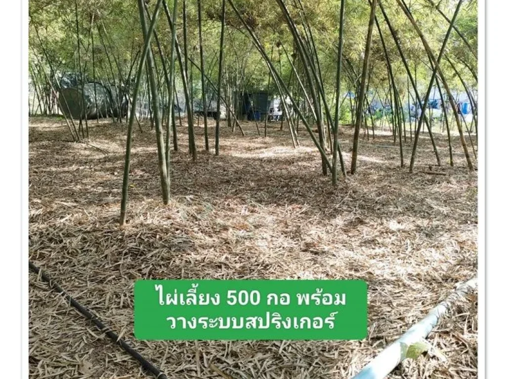 บ้านสวนในฝัน8ไร่เศษ ดินดี น้ำเยอะ พร้อมรายได้ บ้านฝาง เพียง 45แสนต่อไร่