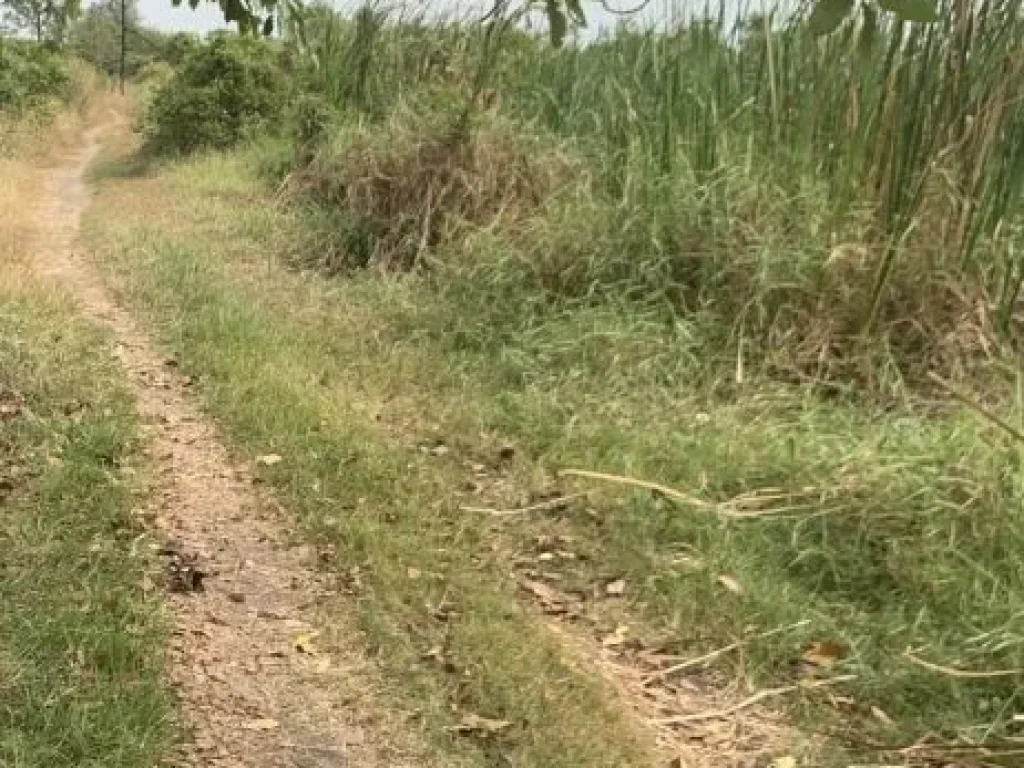 ขายด่วนที่ดินเปล่า ถูกสุดๆ เนื้อที่ 200 ตรว คลองสอง - ปทุมธานี