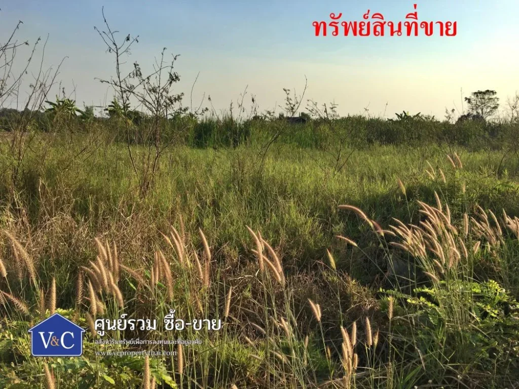 ที่ดินเปล่าคลอง 15 พื้นที่ 0-3-55 ไร่ ตบึงศาล อองครักษ์