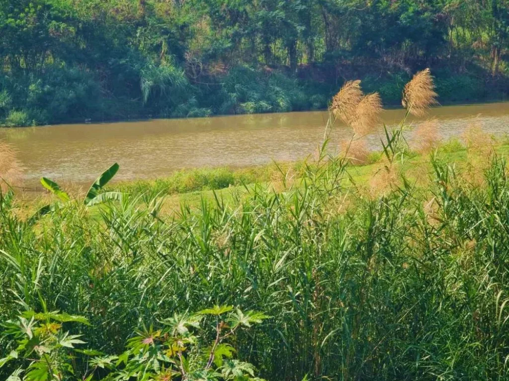 ที่ดินติดน้ำปิงเหมาะสร้างที่พักหรือเนอร์สซิ่งโฮมตำบลสันผีเสื