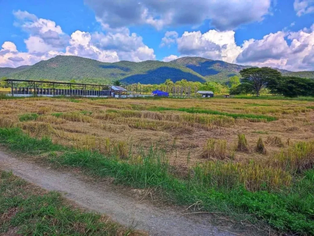 ขายที่ดินวิวภูเขาล้อมรอบใกล้เขื่อนแม่กวงดอยสะเก็ตโฉนดพร้อมโอ