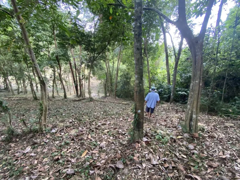 ขายที่ดิน 3ไร่95ตรว ติดภูเขา ถนนคอนกรีดอากาศสดชื่นสบายธรรมชาต