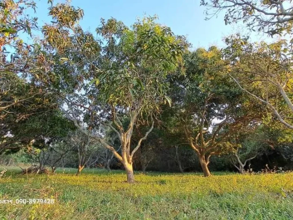 ขายที่ดินบ้านป่าไผ่สันทรายร่มรื่นต้นไม้เยอะโฉนดพร้อมโอนราคาถ