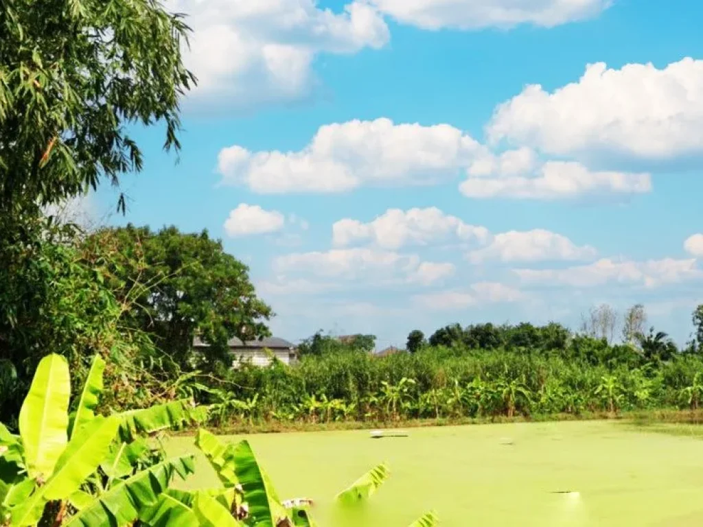 ที่ดิน ย่านบางบัวทอง นนทบุรี เดินทางสะดวก ปากซอยถนนใหญ่