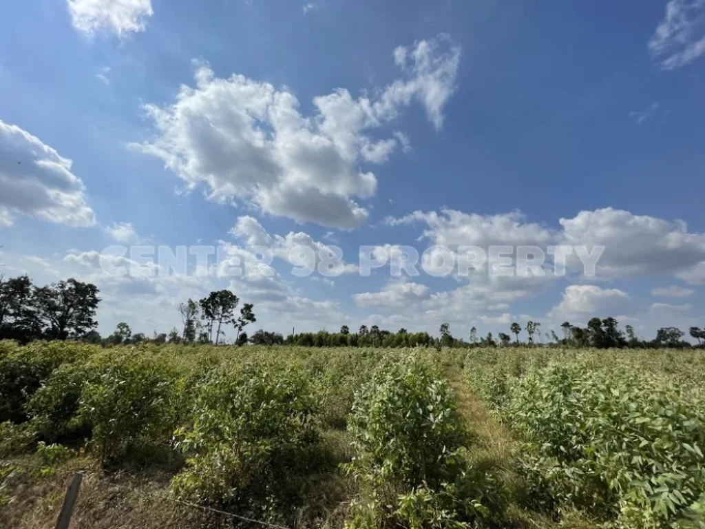 ขาย ที่ดิน บัวใหญ่ บัวลาย ถนนมิตรภาพ นครราชสีมา-ขอนแก่น