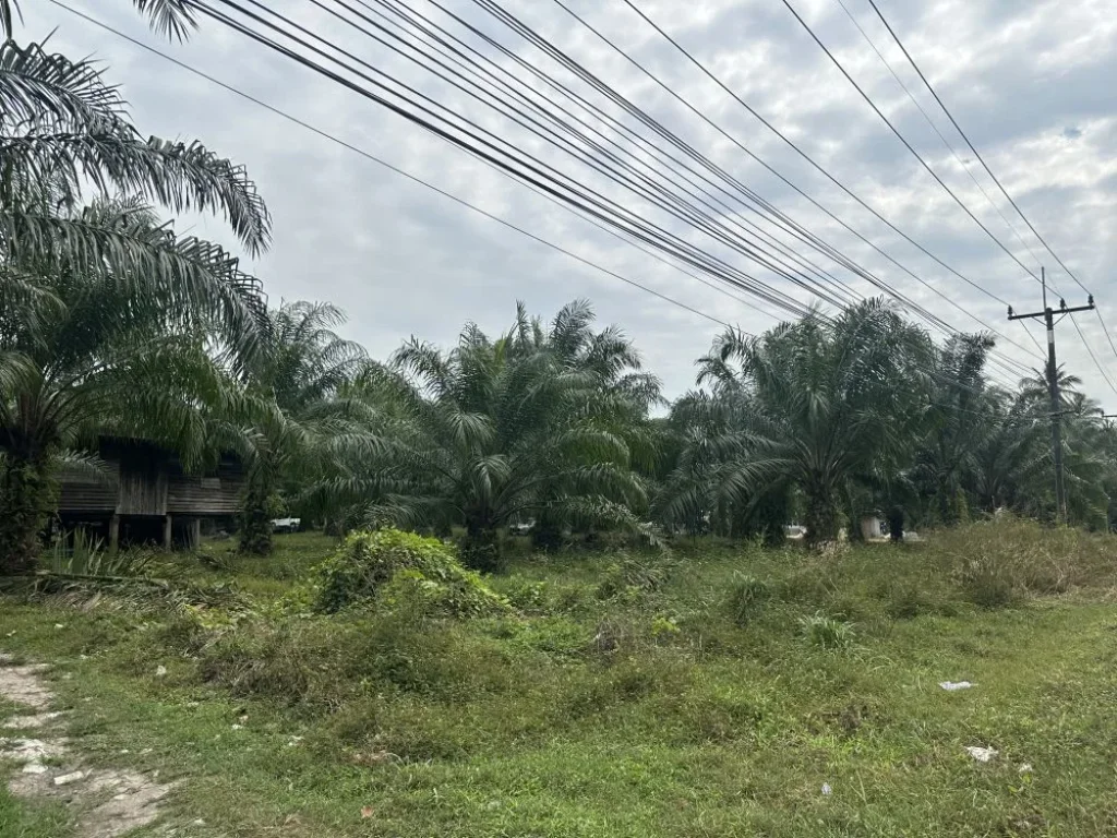 ขายที่ดินท่าชนะ เจ้าของขายเอง ติดถนนทางหลวงสายท่าชนะ-สุราษ