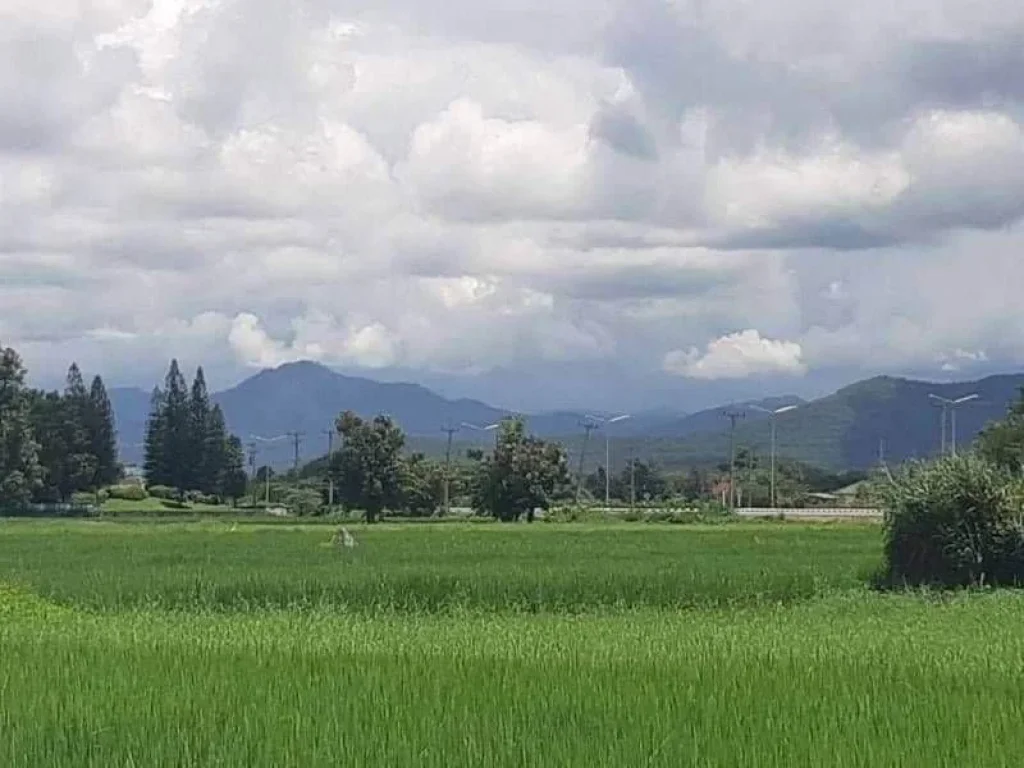 ขายที่นาติดถนนลาดยางบ้านสันโป่งแม่ริมวิวดอยโฉนดพร้อมโอน