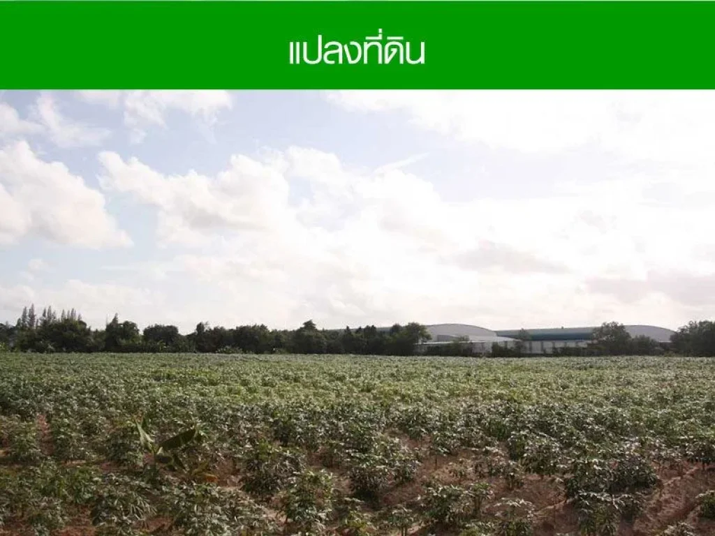 ขาย ที่ดินระยอง ใกล้ถนนเสริมสุวรรณและเนินพยอม