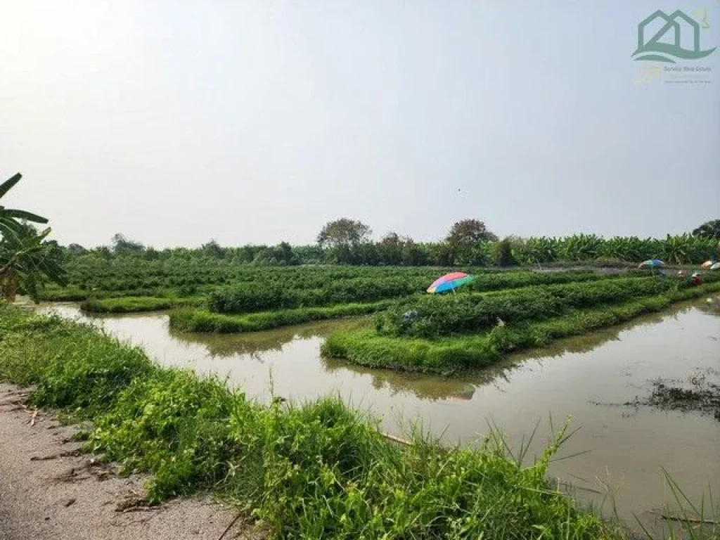 ขายที่ดินคลอง 12 หนองเสือ 14 ไร่ ติดถนนลาดยางในซอย