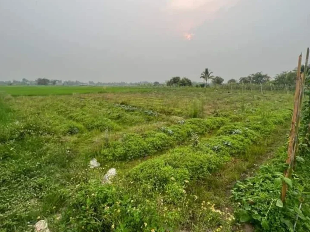 ขายที่นาบ้านห้วยทรายวิวท้องนาติดถนนคอนกรีตโฉนดพร้อมโอนราคาถู