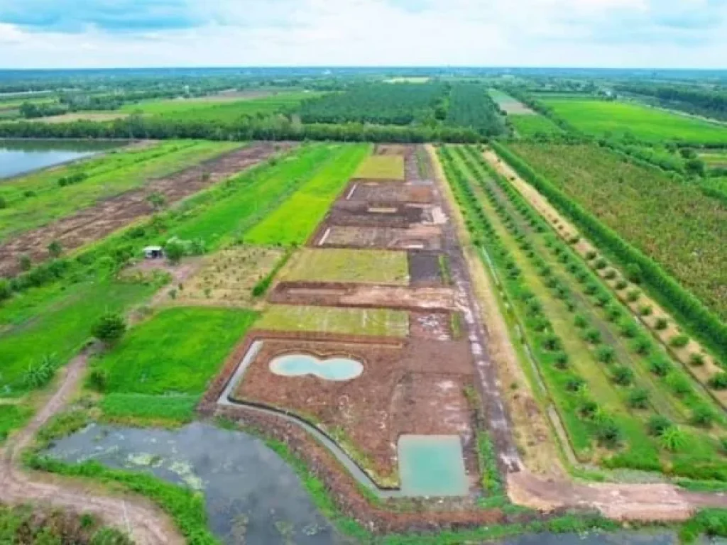 ที่ดินเงินผ่อนคลอง14 เริ่ม 200 ตรว หนองเสือ ปทุมธานี