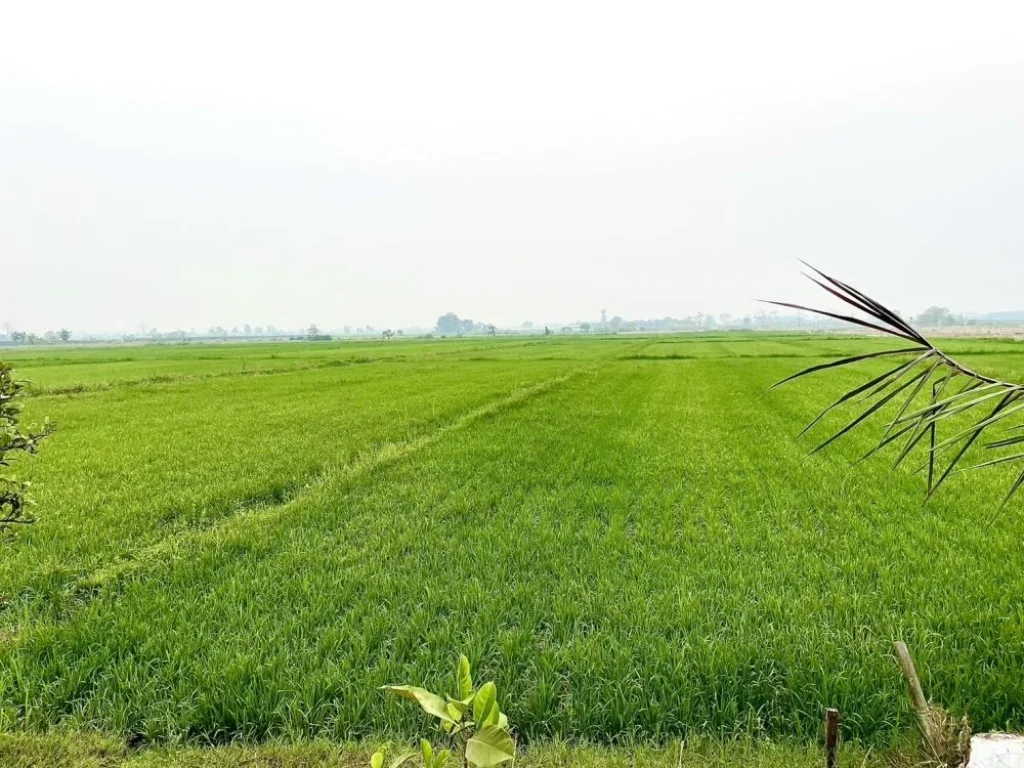 ขายที่ดินทำเลทอง แม่สาย เชียงราย ใกล้ถ้ำหลวง ขุนน้ำนางนอน