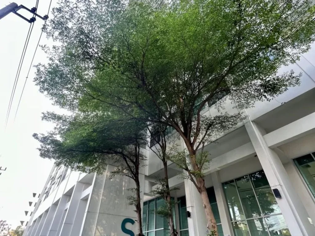 ขาย Aspire Sukhumvit 48 ใกล้BTSพระโขนง ทิศตะวันออก ทำเลดี