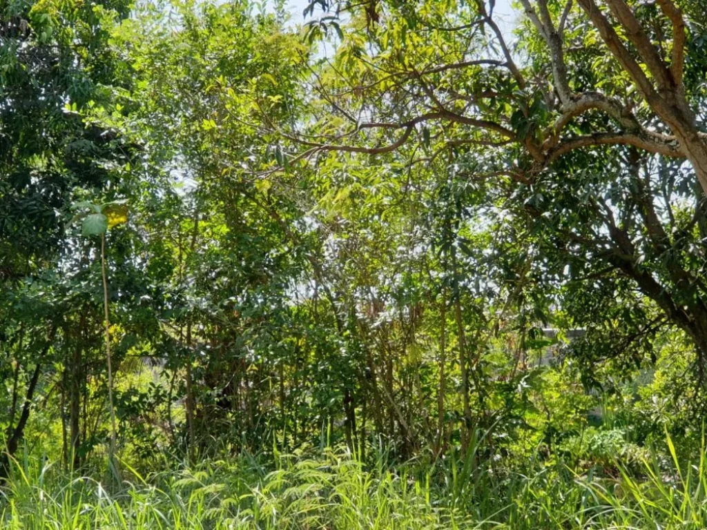 ขายที่ดินลดราคา ถนนสุขุมวิท 111 ตำบลพลูตาหลวง อำเภอสัตหีบ