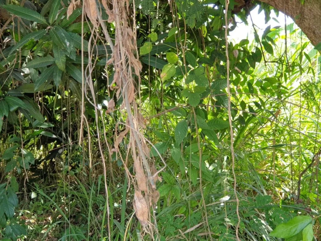 ขายที่ดินลดราคา ถนนสุขุมวิท 111 ตำบลพลูตาหลวง อำเภอสัตหีบ