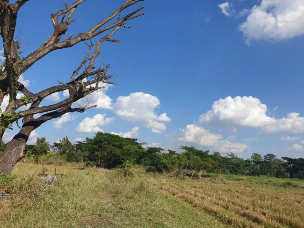 ขายที่ดินตำบลท่าวังทอง อำเภอเมืองพะเยา จังหวัดพะเยาเนื้อที่