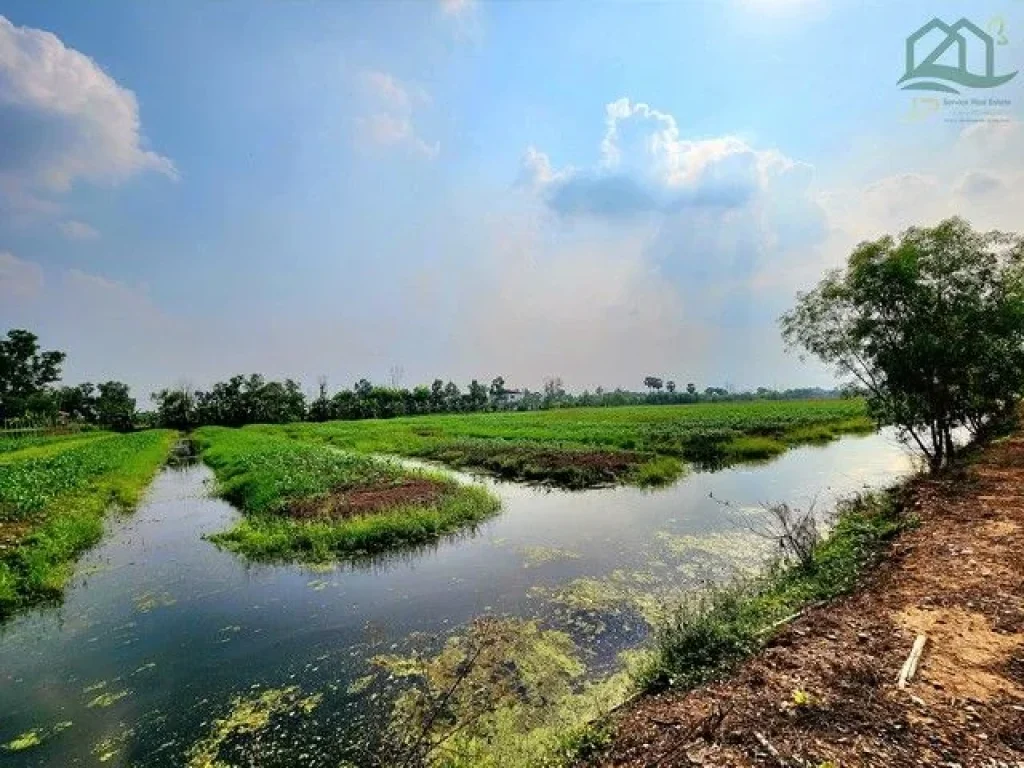 ขายที่ดินคลอง 11 หนองเสือ 10ไร่ เป็นร่องสวน ติดถนนลาดยาง