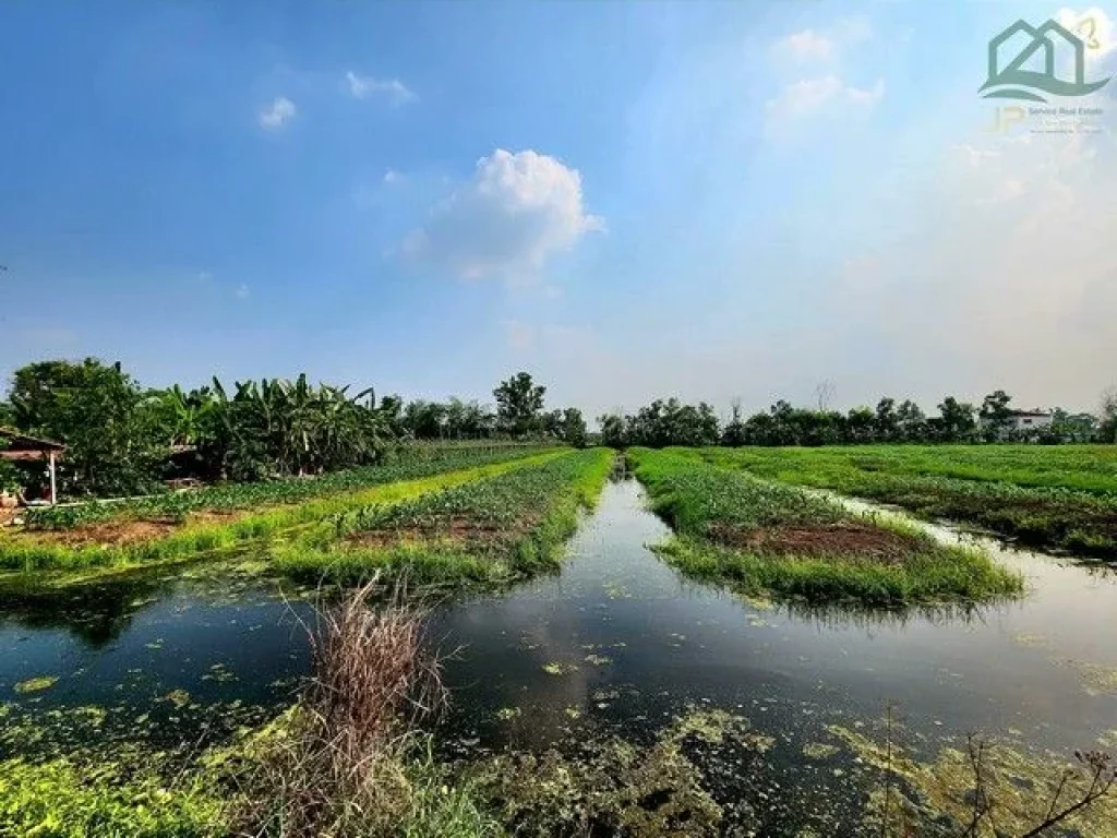 ขายที่ดินคลอง 11 หนองเสือ 10ไร่ เป็นร่องสวน ติดถนนลาดยาง