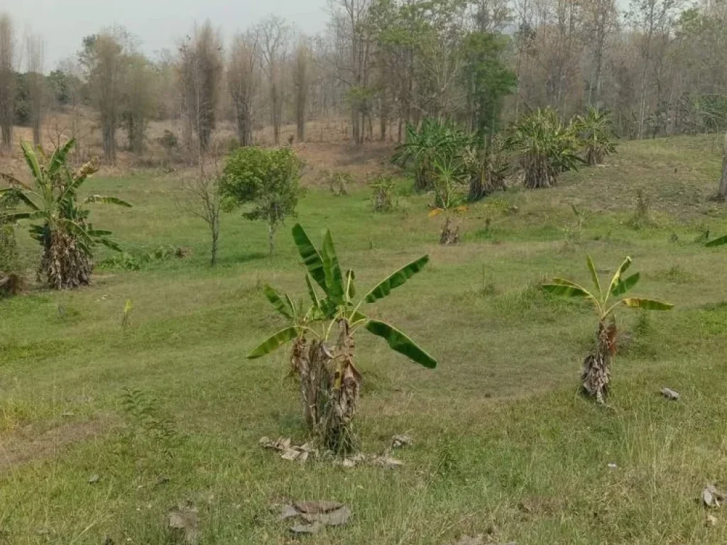 ขายที่ดินบ้านสหกรณ์แม่ออนติดลำคลองวิวดอยโฉนดพร้อมโอน