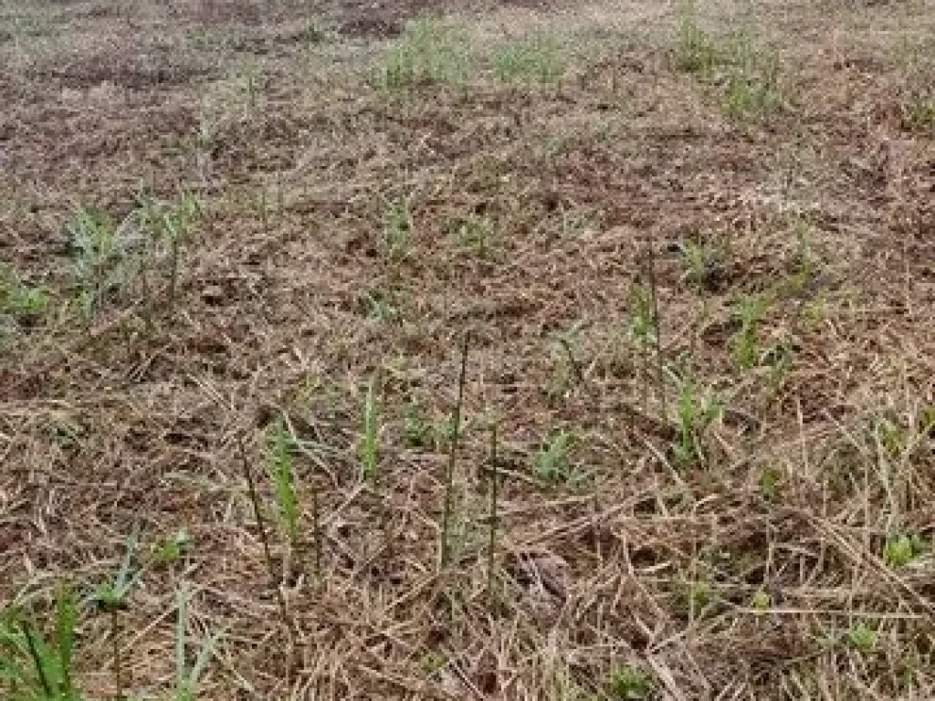 ที่ติดทะเลทำเขื่อนรอบแล้ว ลงหาดส่วนตัวได้เลยริมชายหาดติดทะเล