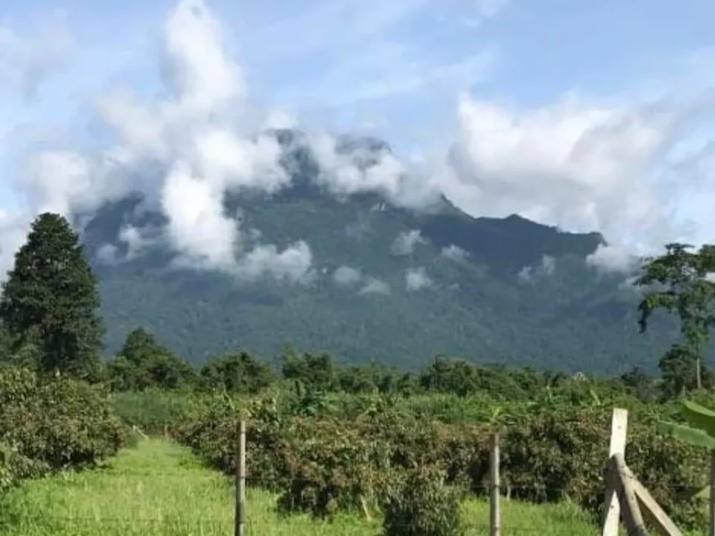 ขายที่ดินวิวดอยหลวงเชียงดาวห่างถนนบายพาสเพียง 500เมตร