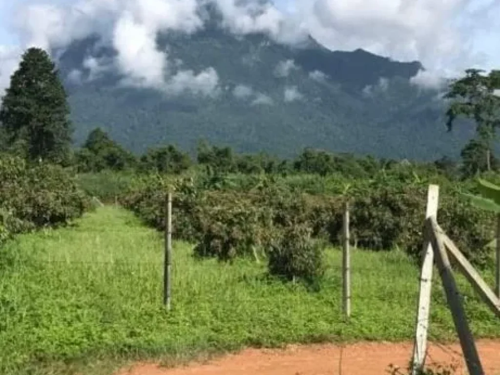 ขายที่ดินวิวดอยหลวงเชียงดาวห่างถนนบายพาสเพียง 500เมตร